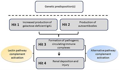 The Emerging Role of Complement Proteins as a Target for Therapy of IgA Nephropathy